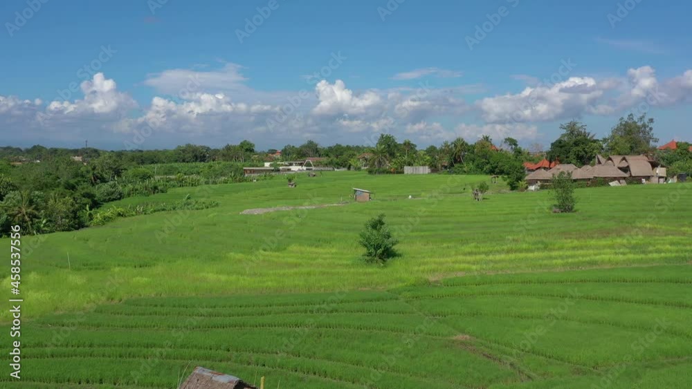 sunny day bali island famous rice fields aerial panorama 4k indonesia sunny day bali island famous rice fields aerial panorama 4k indonesia