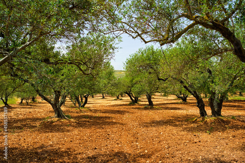 Olive trees Olea europaea in Crete, Greece for olive oil production