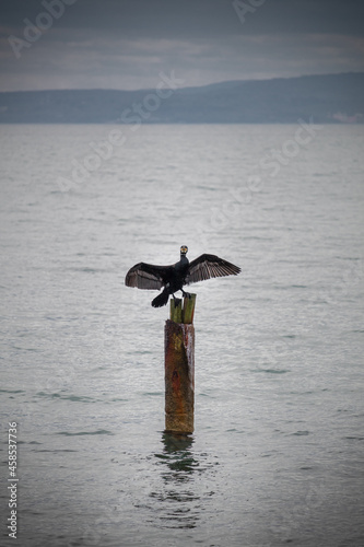 Grebe on an iron pole in the sea, Gulf of Burgas.