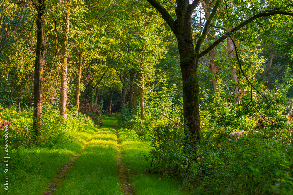 Naklejka premium Footpath in a green woodland forest in wetland in bright sunlight and shadow in summer, Almere, Flevoland, The Netherlands, September 18, 2021
