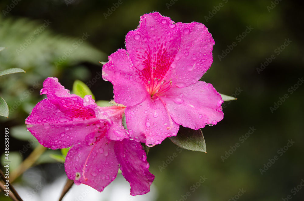 Flores Flores