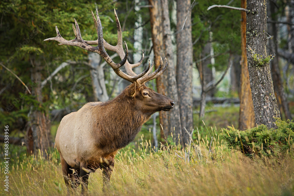 Elk wapiti in Yellowstone national park, US Elk wapiti in Yellowstone national park, US
