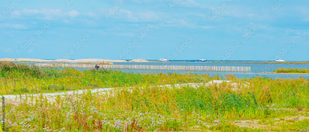 Fototapeta premium Inlet of an island wetland nature reserve with wild flowers, cattail and reed along a lake below a bright blue sky in summer, Marker Wadden, Lelystad, Flevoland, Netherlands, september 20, 2021