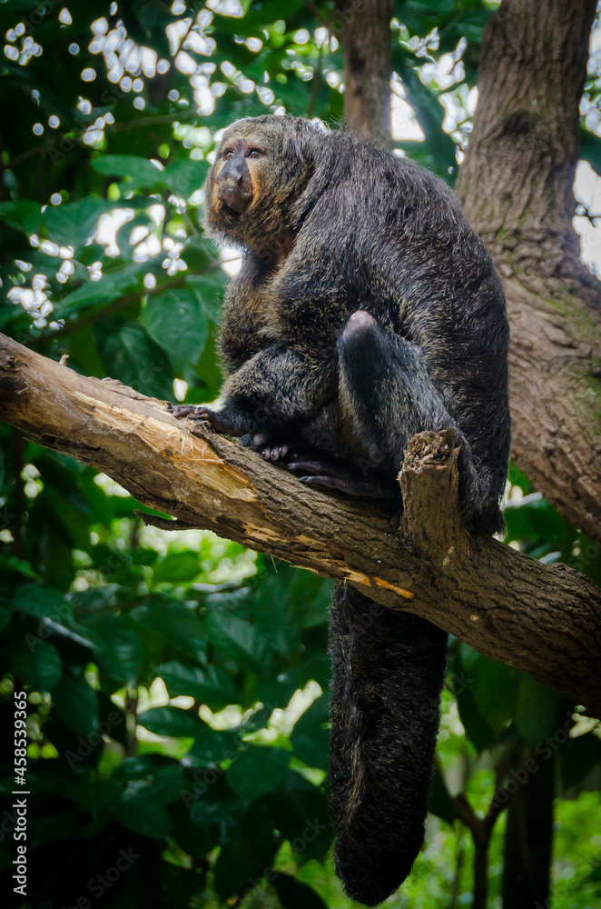 Obraz premium beaver