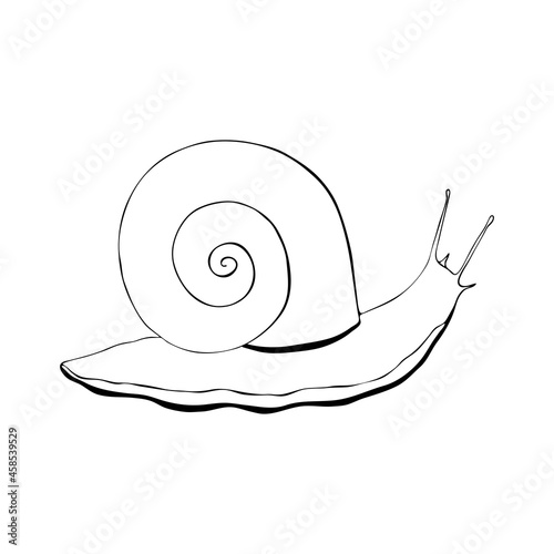 Snail contour doodling hand drawing, black silhouette, isolated, white background. Vector illustration