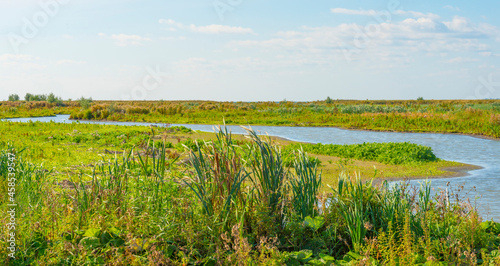 Inlet of an island wetland nature reserve with wild flowers, cattail and reed along a lake below a bright blue sky in summer, Marker Wadden, Lelystad, Flevoland, Netherlands, september 20, 2021