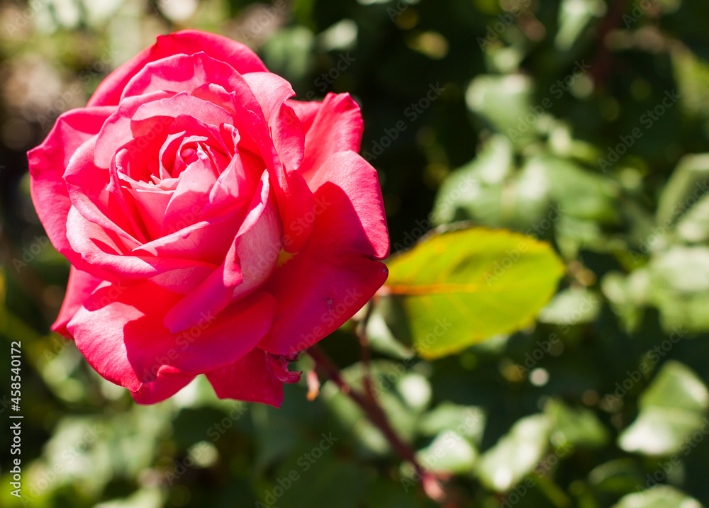 blooming red rose flower buds in the garden blooming red rose flower buds in the garden