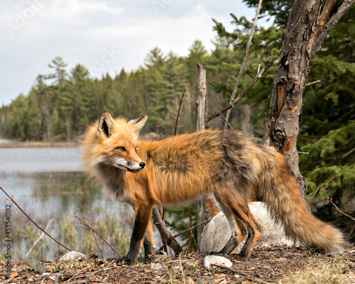 Red Fox Photo Stock. Fox Image. Close-up profile side view with clouds  water and forest background landscape scenery in the springtime  in its environment and habitat. Picture. Portrait. 