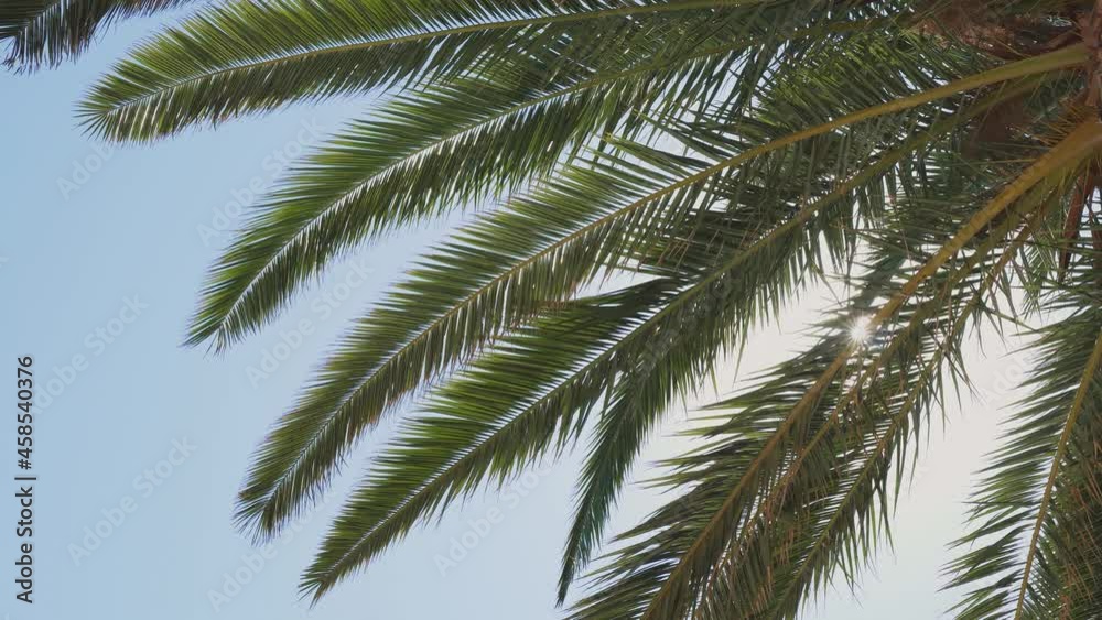 Palm branch against the blue sky. The sun's rays make their way through the branches of a tropical palm tree on the paradise island. Palm branch against the blue sky. The sun's rays make their way through the branches of a tropical palm tree on the paradise island.