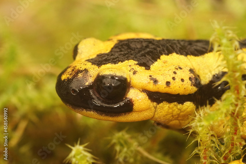 Closeup on the Spanish Tendi Valley fire salamander, salamandra bernardezi photo