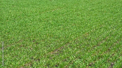 Fresh green winter crops cereal sprouts growing and germinating in early spring on April. Young leaves appearing on first warm sunny spring days after cold winter