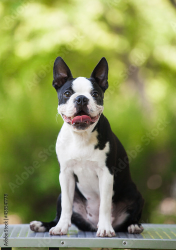 Boston Terrier portrait in the park