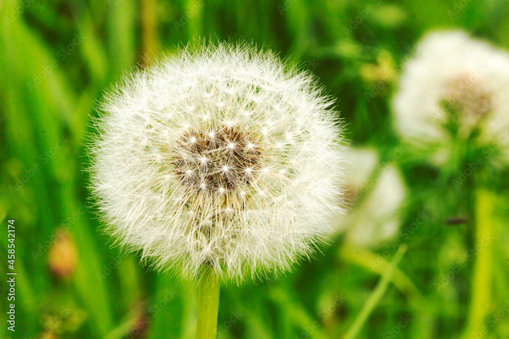 Obraz premium Dandelion close up on green grass background