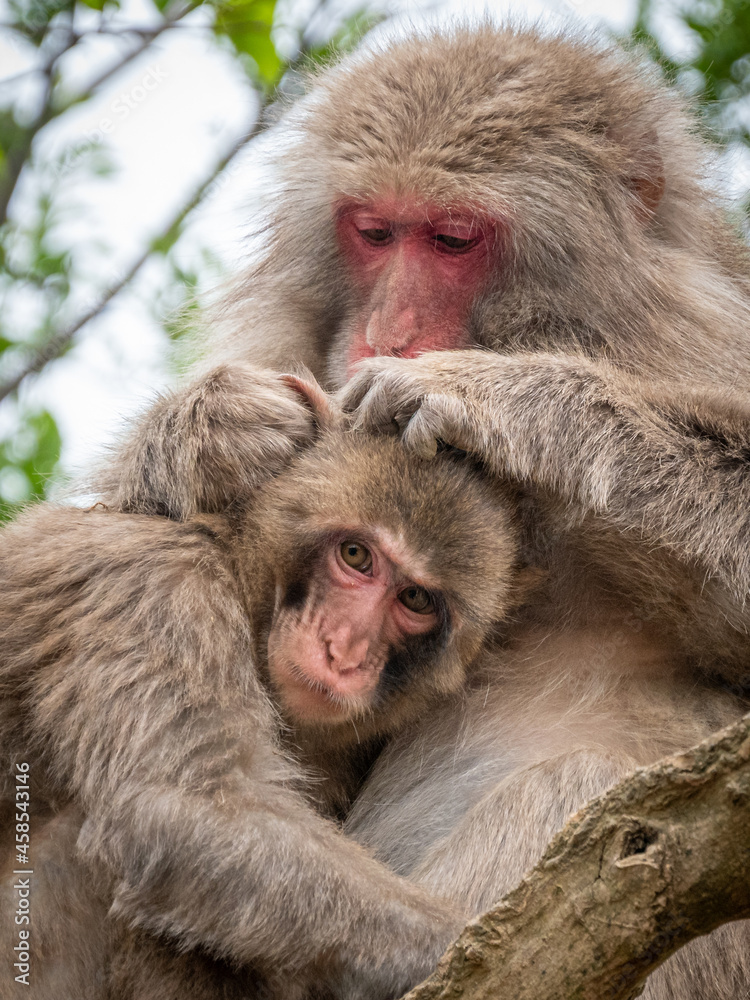Naklejka premium monkey sitting on tree branch with cute little baby with forest in background