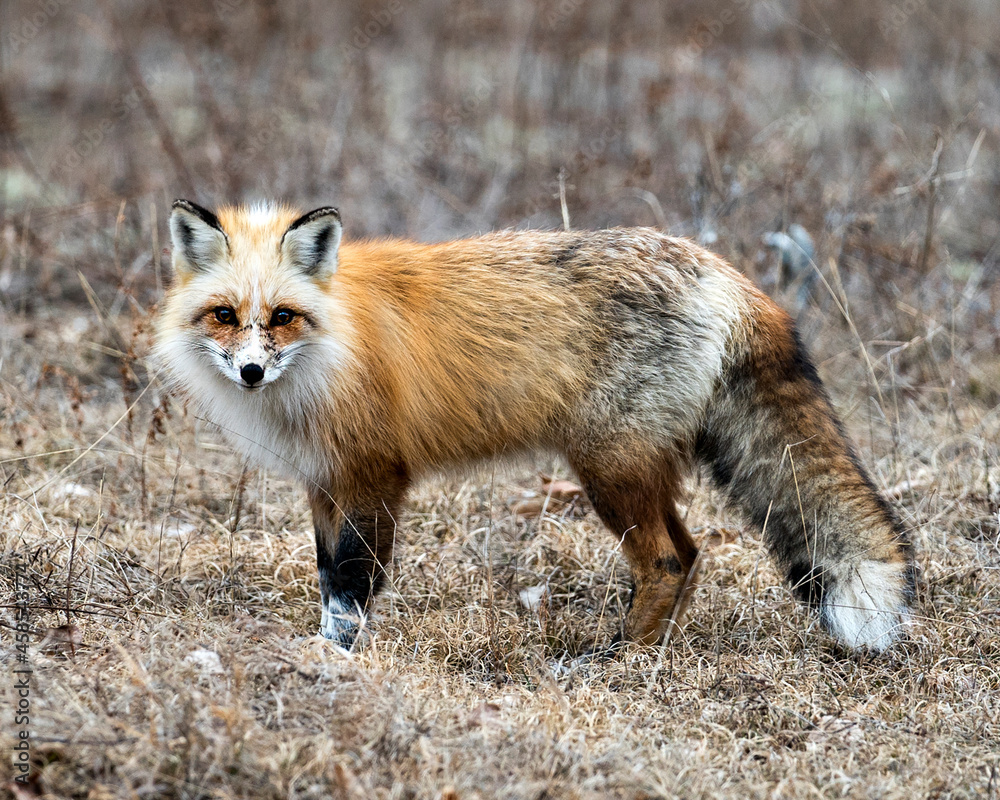 Red Fox Photo Stock. Unique fox close-up profile side view looking at camera in the spring season in its environment and habitat with blur background. Fox Image. Picture. Portrait Red Fox Photo Stock. Unique fox close-up profile side view looking at camera in the spring season in its environment and habitat with blur background. Fox Image. Picture. Portrait