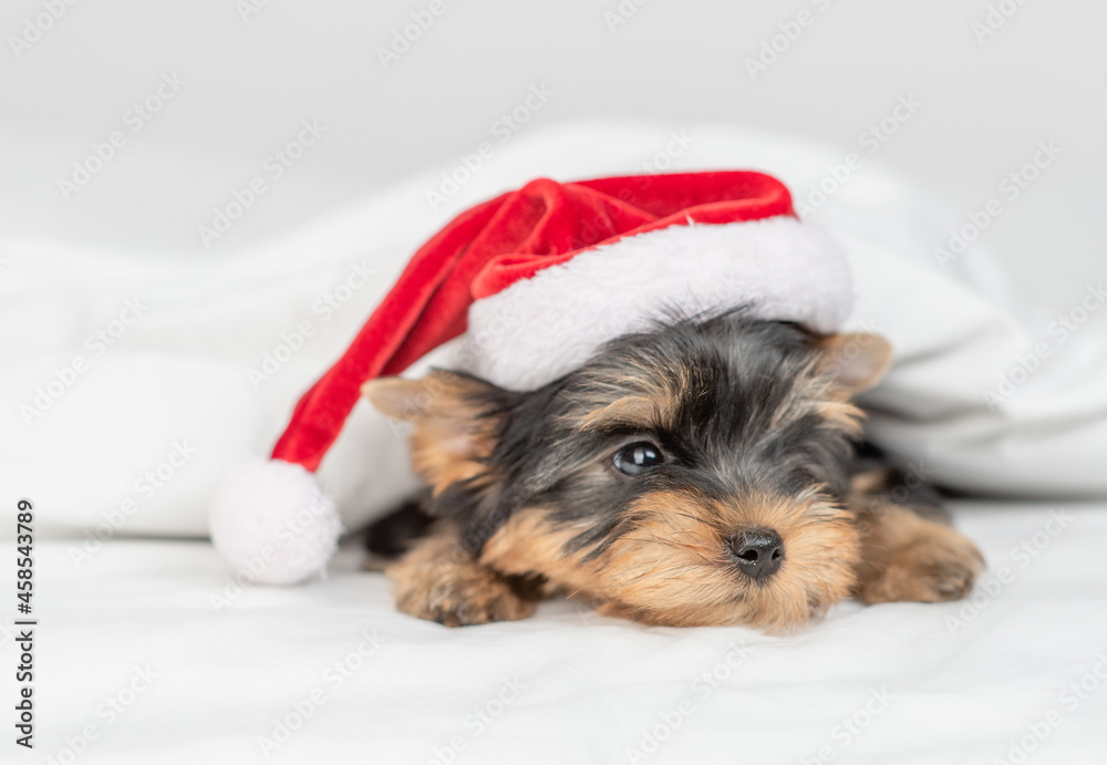 Sad tiny Yorkshire terrier puppy wearing red santa hat lying on a bed under white blanket at home Sad tiny Yorkshire terrier puppy wearing red santa hat lying on a bed under white blanket at home