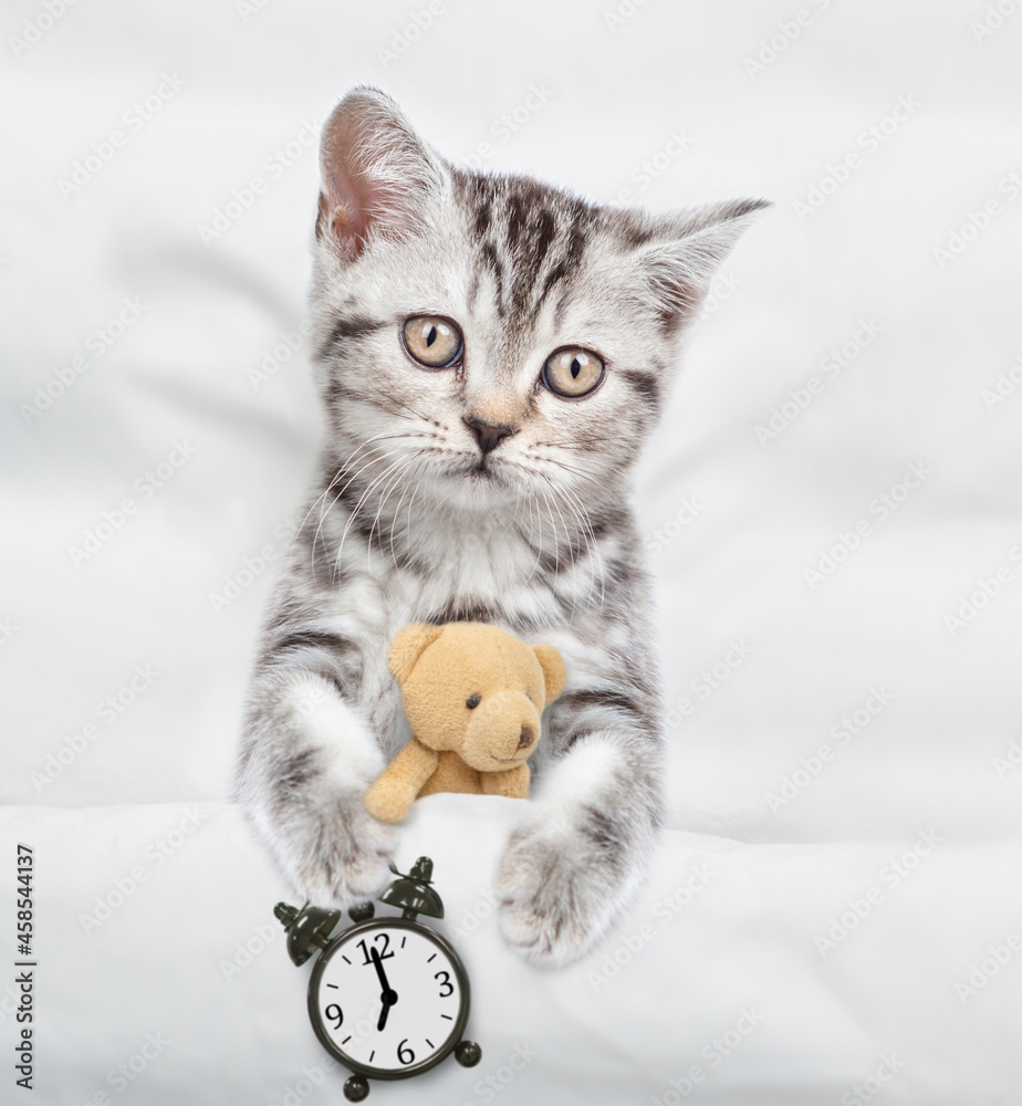 Baby kitten lying on a bed at home hugs favorite toy bear and shows alarm clock under warm white blanket. Top down view