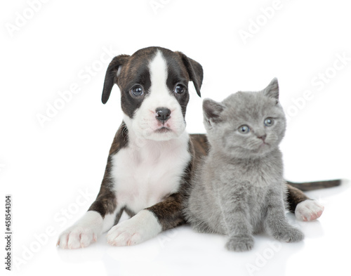 German Boxer puppy dog and kitten sit together. isolated on white background