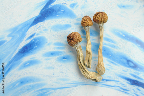 Psilocybin mushrooms on blue background. Psychedelic magic trip, cosmic consciousness. Dried Psilocybe Cubensis Golden Teacher, top view, flat lay.