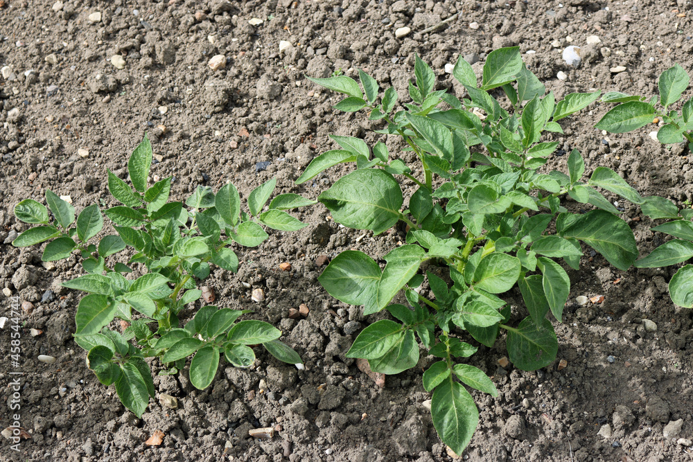 Row of potatoes growing in a vegetable garden Row of potatoes growing in a vegetable garden
