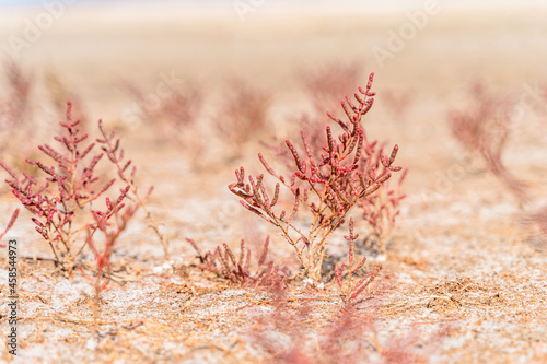 Red succulent soleros on the shore of the salt lake.