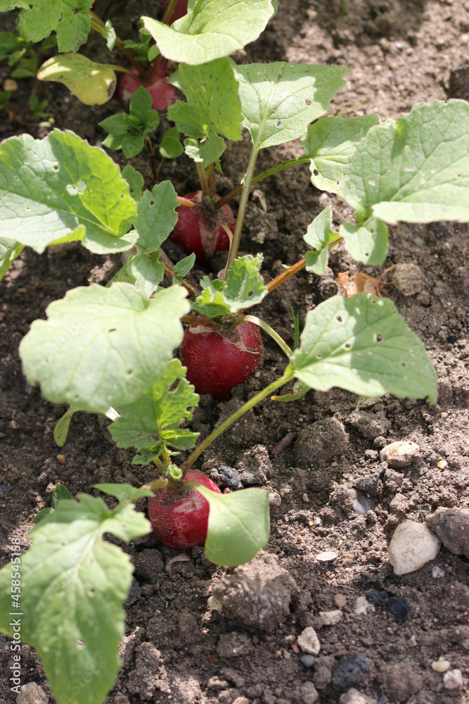 Row of radishes growing in a vegetable garden in close up Row of radishes growing in a vegetable garden in close up