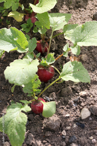 Row of radishes growing in a vegetable garden in close up