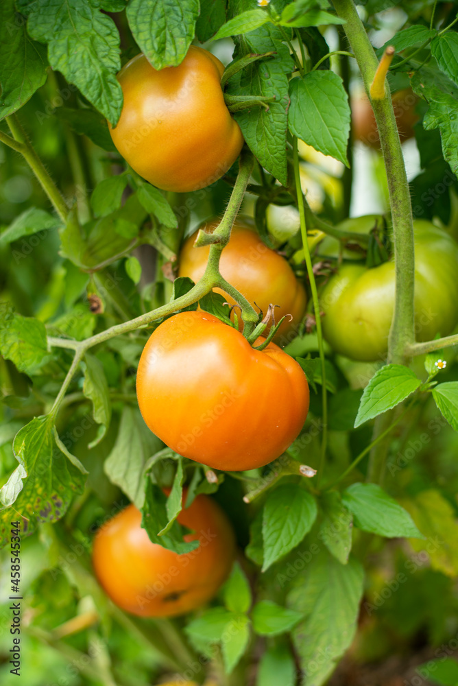Red tomatoes in garden