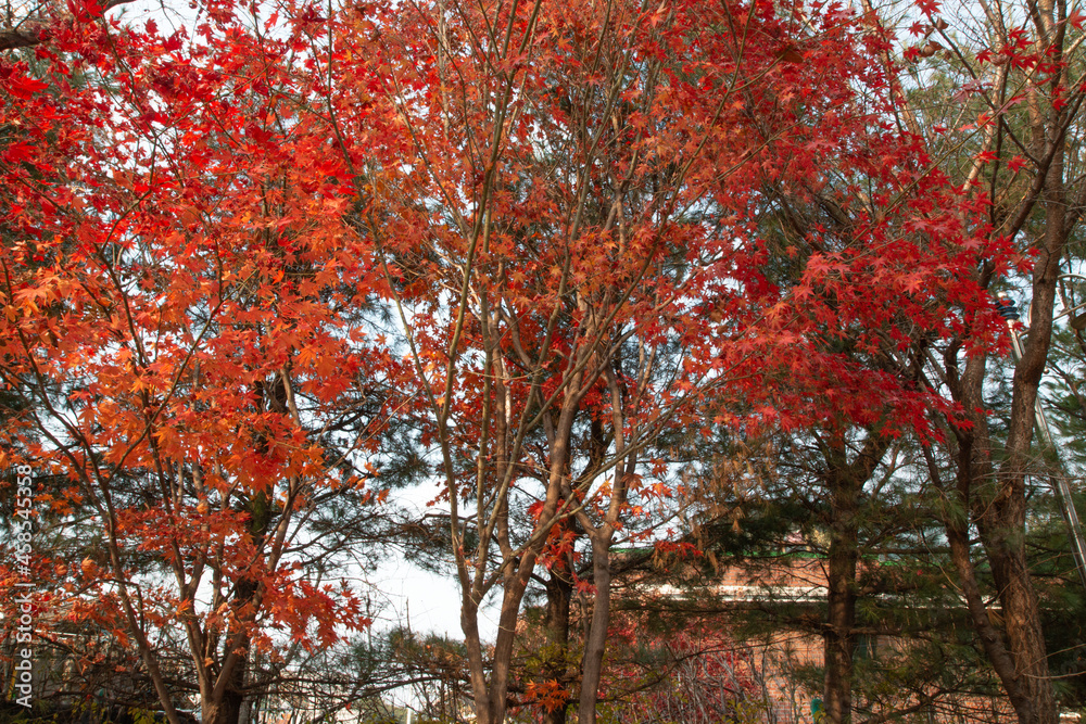 Autumn in Yeoju, Gyeonggi-do, Korea