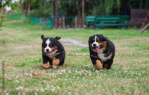 Two Bernese Mountain Dog puppies are walking