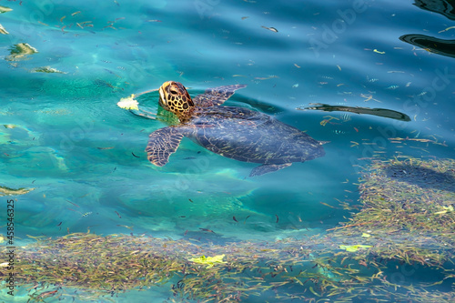 Green turtle comes up for air in a lagoon in Okinawa