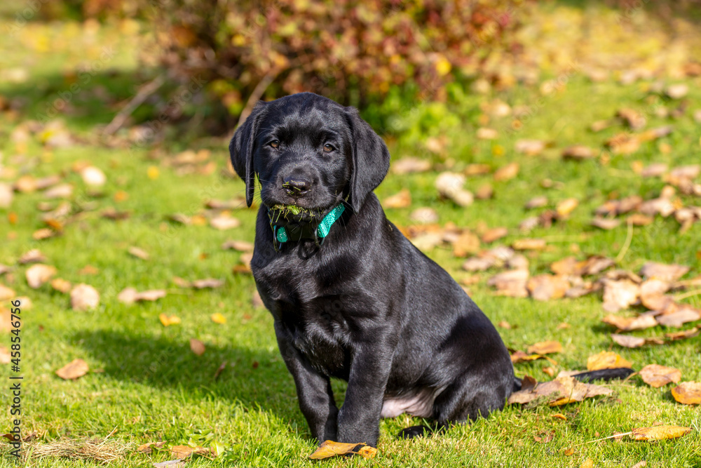 The Labrador Retriever puppy sits on the grass and looks straight ahead in Finland. The dog has grass in his mouth. The background is the colors of autumn. The Labrador Retriever puppy sits on the grass and looks straight ahead in Finland. The dog has grass in his mouth. The background is the colors of autumn.