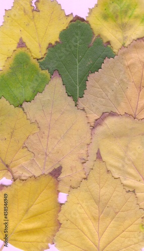 Autumn leaves of birch are yellow and green.