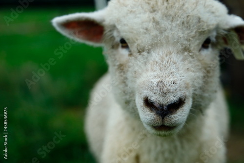 羊 © masayuki