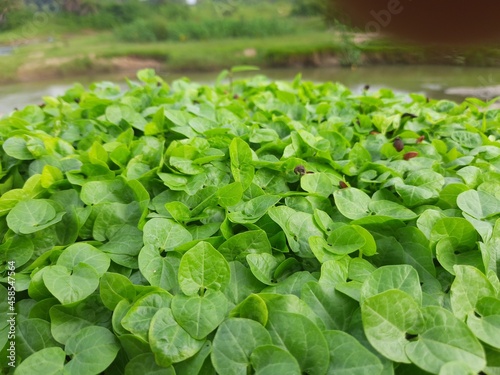Macrotyloma uniflorum plant. It is a Pulse plant.It is a many names like horse gram,kulthi bean,hurali,Madras gram.In traditional Ayurvedic cuisine,Pulse is considered a food with medicinal qualities.