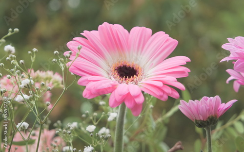 Obraz na płótnie Close-up of a beautiful pastel pink gerbera daisy flower surrounded by other smy