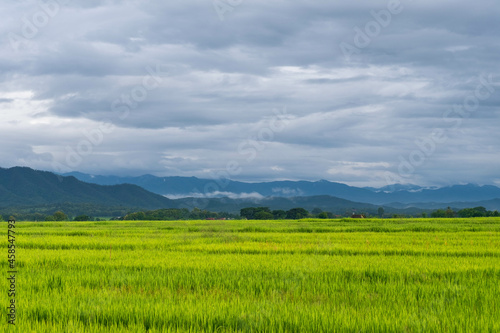 Green rice fields and a rainy sky