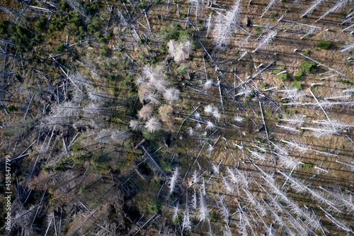 Dead and Decaying Forest Affected by Bark Beetle Infestation