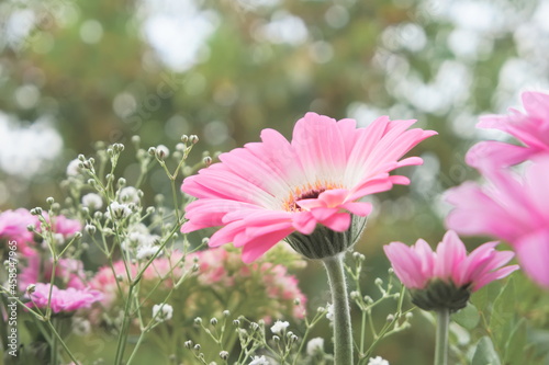 Close-up of a beautiful pastel pink gerbera daisy flower surrounded by other smyle and tiny flowers
 photo