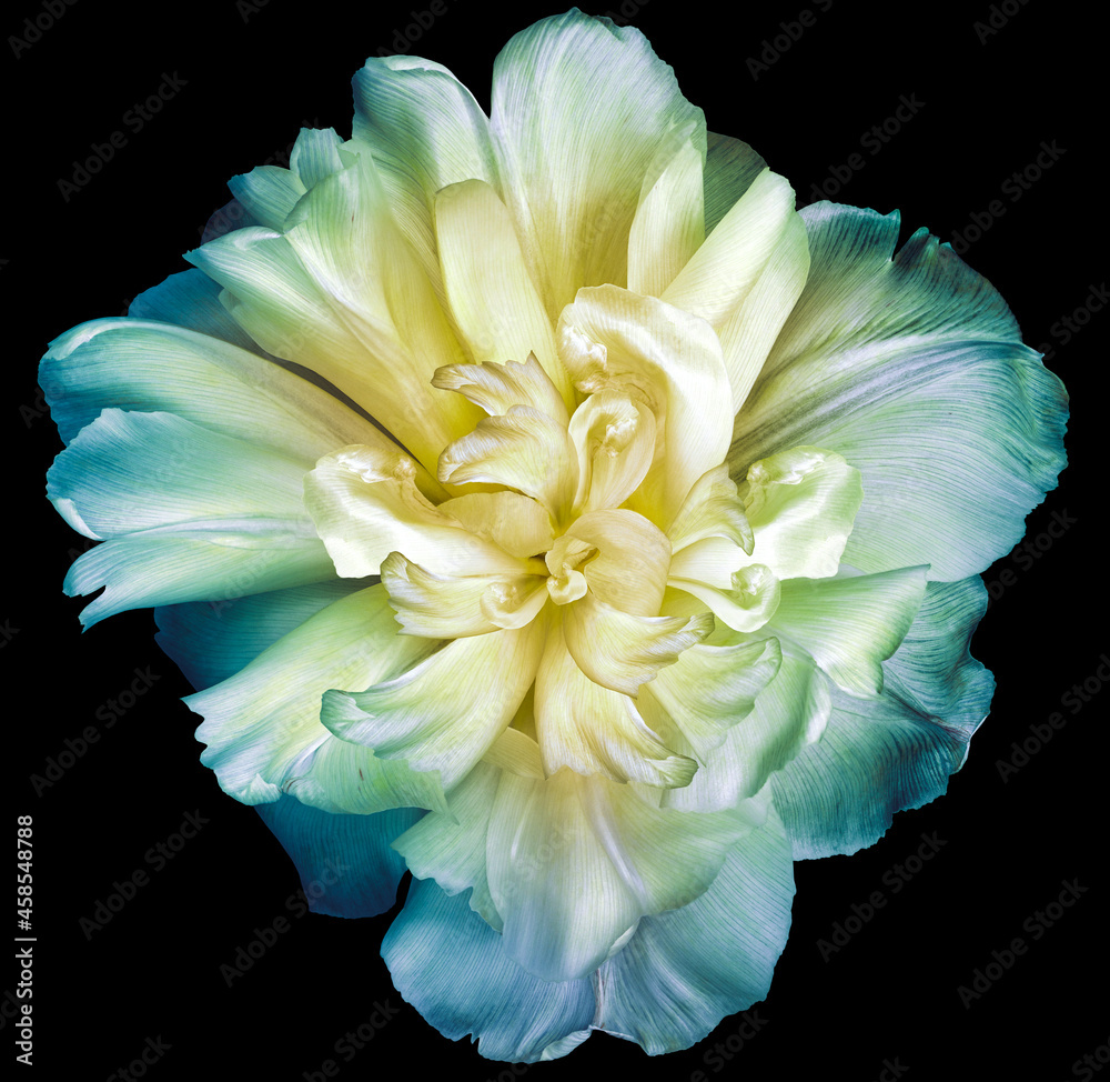 Fototapeta premium Blue-yellow tulip flower on black isolated background with clipping path. Closeup. For design. Nature.