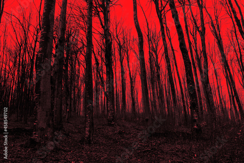 red sky above forest, apocalyptic landscape
