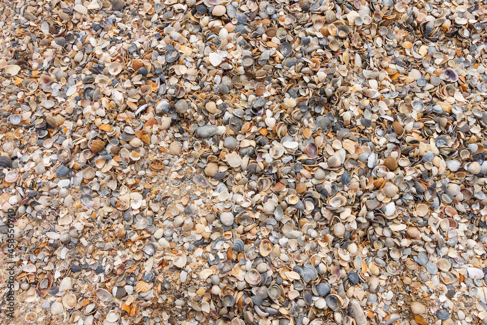 Beach sand and sea shells. Marine theme