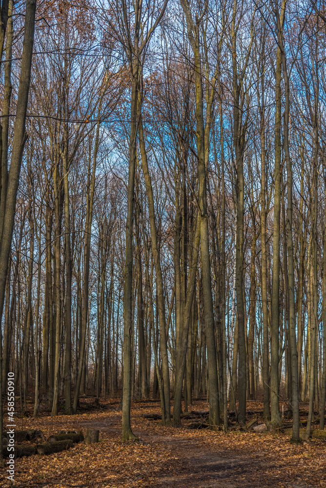 Obraz premium Forest in winter time