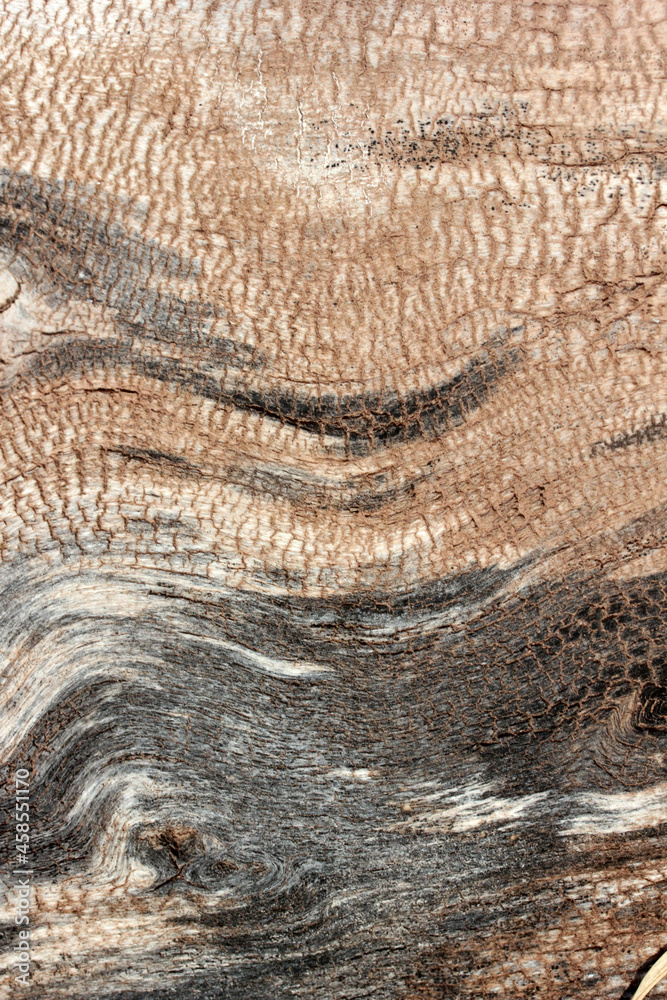 Weathered tree trunk textured background Weathered tree trunk textured background