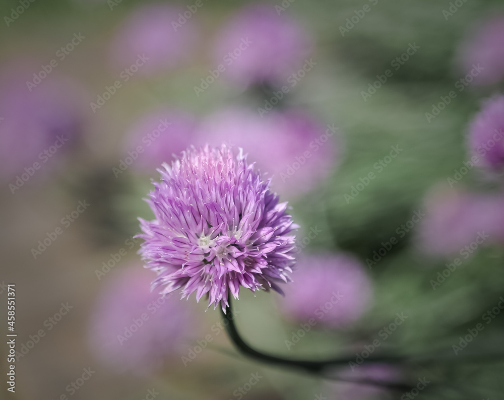 thistle purple flower in spring thistle purple flower in spring