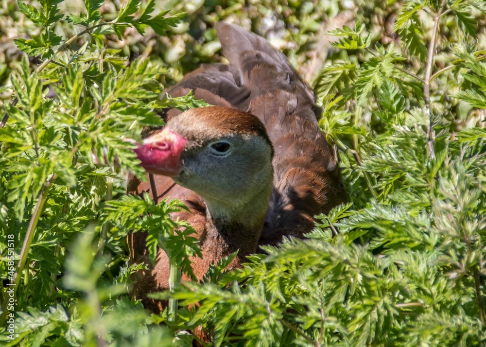 black bellied whistling duck a boisterous duck with a  pink bill