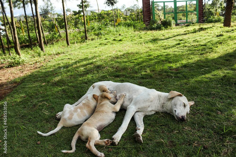 the dog feeding milk to puppies. the dog feeding milk to puppies.