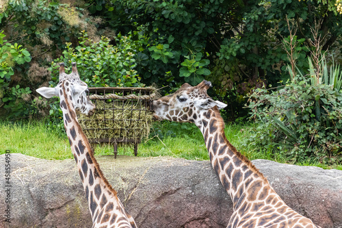 Photography Closeup shot of giraffes eating grass at a zoo