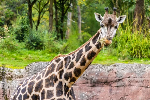 Fototapeta Closeup shot of a giraffe on a safari