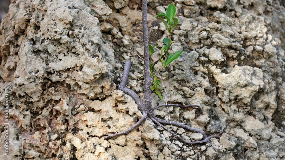 The roots of a small tree on a large stone